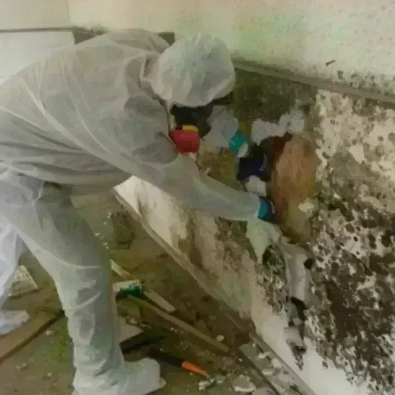 Mold Remediation and Removal in North Aurora, IL